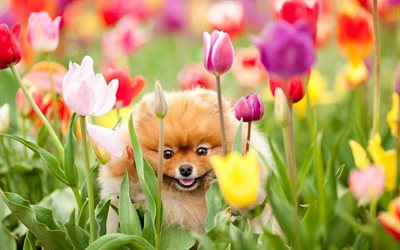 spitz, 4k, cani, tulipani, pomerania, animali domestici, animali simpatici