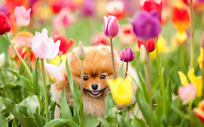 spitz, 4k, cachorros, tulipas, pomeranian, animais de estima&#231;&#227;o, animais fofos