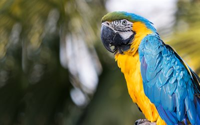Sininen-keltainen ara, 4k, trooppinen papukaija, kaunis lintu, papukaijat