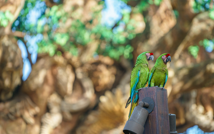 大緑客様, 4k, parrot, 緑の美しい鳥, 緑parrots