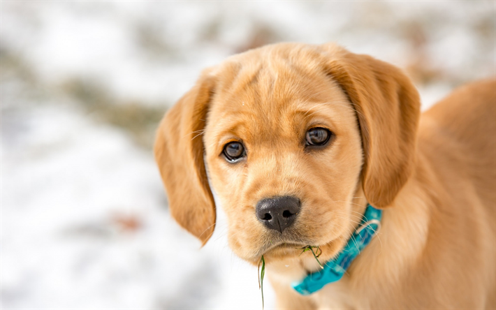 pieni ruskea pentu, kultainen noutaja, labradorinnoutaja, pieni koira, talvi