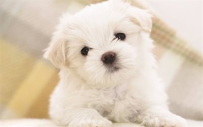 Maltese dog, 4k, pets, cute animals, dogs, puppy, Maltese