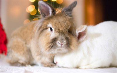 fluffy brown rabbit, cute animals, pets, New Year, rabbits