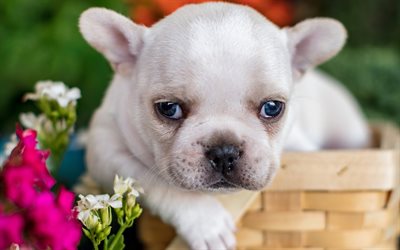 French Bulldog, white small puppy, cute animals, pets, dogs