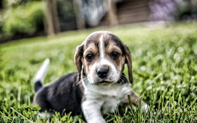 Beagle, pequeno filhote de cachorro bonito, cachorrinha, animais de estima&#231;&#227;o, animais fofos, cachorros