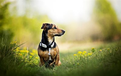 Teckel de verano, los perros, c&#233;sped, marr&#243;n teckel, close-up, mascotas, animales lindos, Dachshund Perro