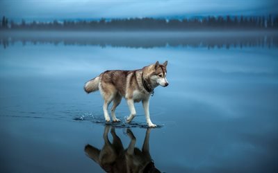 シベリアンハスキー, 朝, 湖, かわいい動物たち, ペット, ハスキー, かわいい犬, 犬, シベリアンハスキー犬
