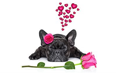 フレンチブルドッグ, 黒少犬, ペット, かわいい動物たち, 犬, ピンク色のバラ, ロマンス