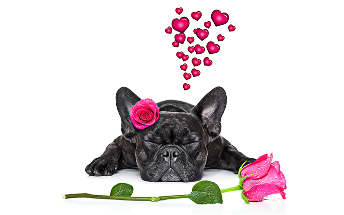 Bulldog franc&#233;s, negro peque&#241;o perro, mascotas, animales divertidos, perros, rosas de color rosa, romance