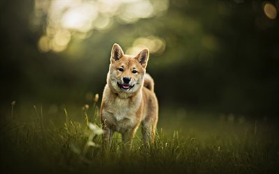 Akita Inu, chien en promenade, les animaux de compagnie, chiens, bokeh, l&#39;&#233;t&#233;, des animaux mignons, Akita Inu Chien