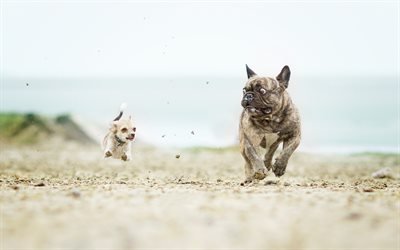 chihuahua, franz&#246;sische bulldogge, lustige tiere, laufen, hunde, levitation