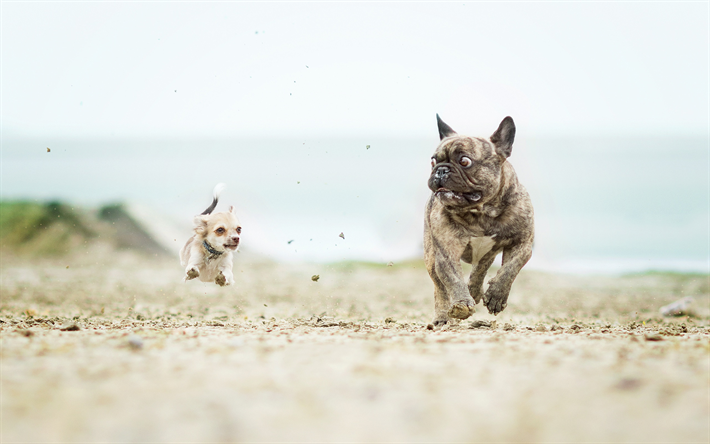Chihuahua, Fransız bulldog, komik hayvanlar, &#231;alışan k&#246;pekler, havada u&#231;mak, k&#246;pekler