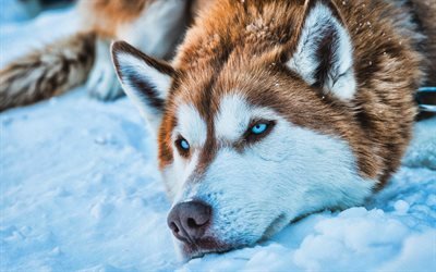 Brun Husky, 4k, HDR, les animaux, l&#39;hiver, les animaux mignons, Siberian Husky, chien avec des yeux bleus, Husky, chiens, Husky Sib&#233;rien