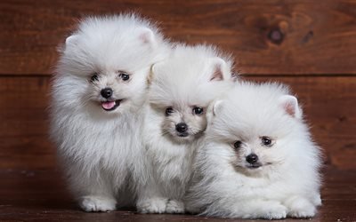 ポメラニアン, 白いふわふわの子犬, かわいい動物たち, 家族, ペット, 犬, 白いスピッツ