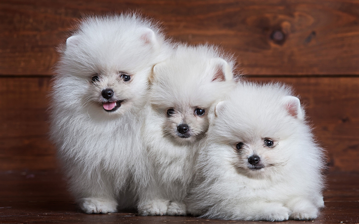 Pomeranian, white fluffy puppies, cute animals, family, pets, dogs, white spitz