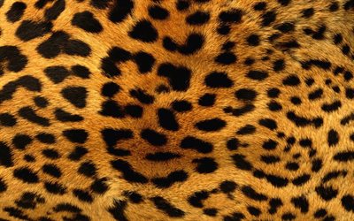 leopard haut textur, leopard wolle textur, leopard hintergrund, wolle textur