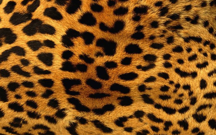 textura pele de leopardo, textura de l&#227; de leopardo, fundo de leopardo, textura de l&#227;