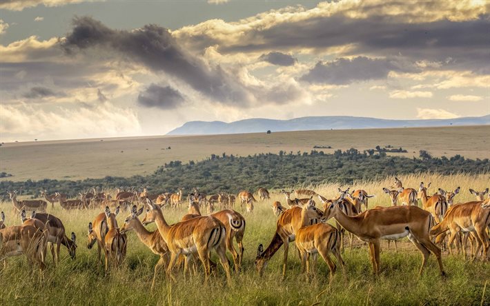 antilop, flock, betesmark, flock antiloper, solnedg&#229;ng, kv&#228;ll, Afrika