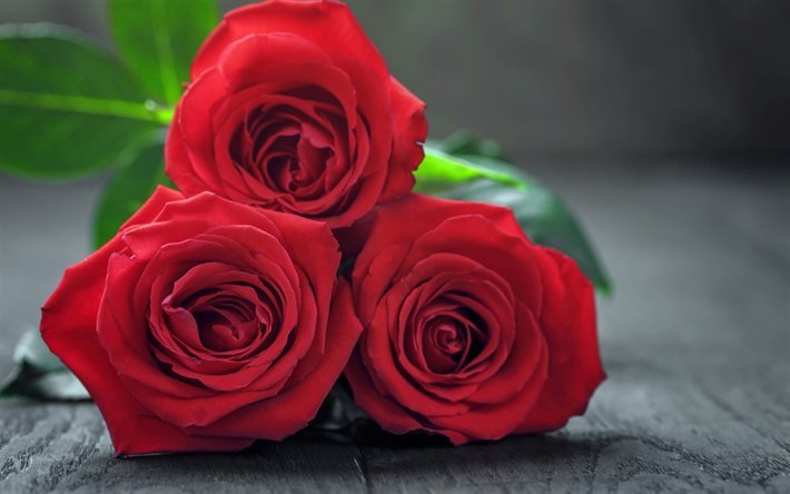 rosas rojas ramo de rosas, flores hermosas, romance, rosas