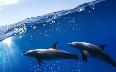 sea, dolphins, underwater, mammals