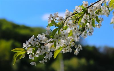 زهور الربيع, المزهرة شجرة التفاح, الربيع, السماء الزرقاء, شجرة التفاح فرع