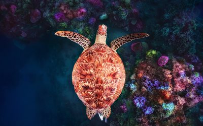 green turtle, coral reef, beautiful turtle, top view, underwater world, Mayotte, Coral reef at NGouja