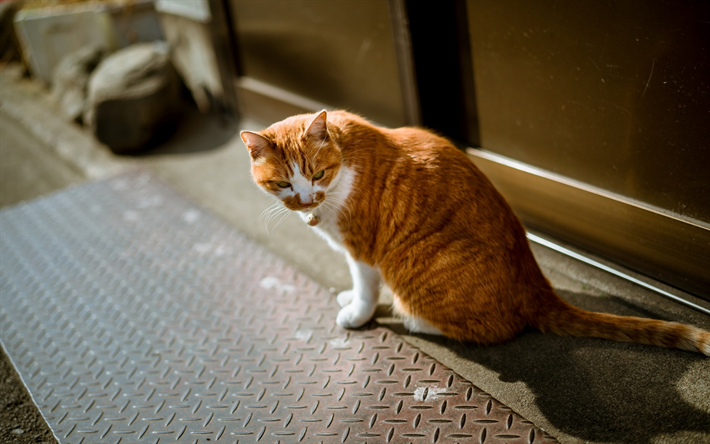 zencefil kedi ginger cat, British form kedi, evcil hayvan, kedi, doğurmak