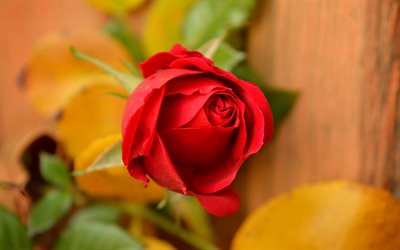 punainen ruusu, rosebud, kaunis punainen kukka, romantiikkaa