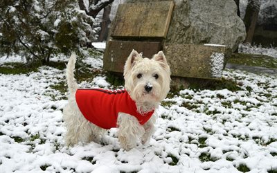 West Highland White Terrier, small white dog, pets, dogs, winter, snow, clothes for dogs
