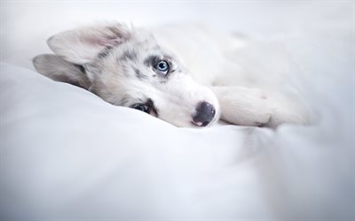 husky, puppy, bed, small white puppy, pets, cute animals