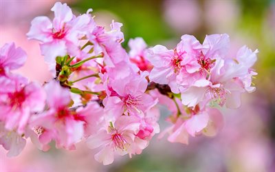 Cherry Blossom, Kev&#228;t, Vaaleanpunaiset Kukat, 4K, Kev&#228;&#228;n Kukat, Sakura, Puutarha