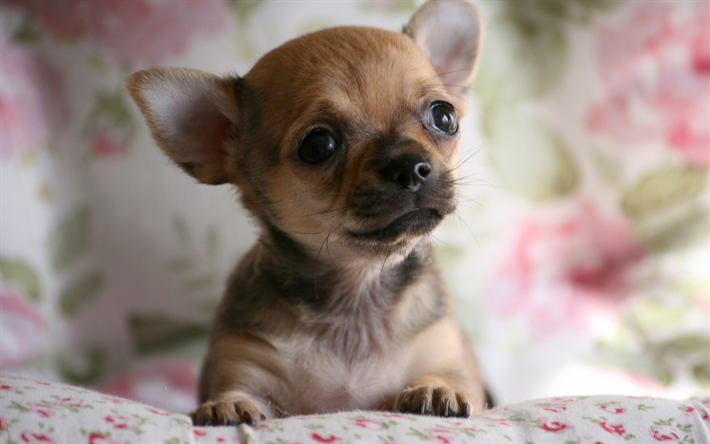 Descargar fondos de pantalla chihuahua cachorro pequeño, lindo animales,  mascotas, perros, cachorro marrón libre. Imágenes fondos de descarga  gratuita