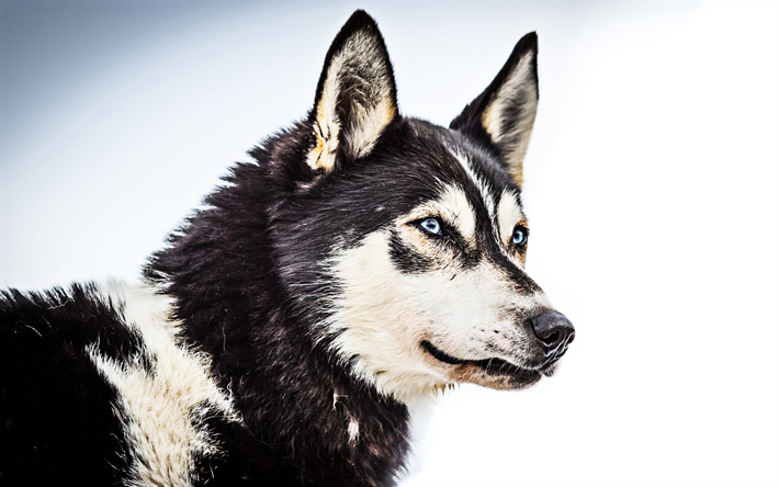 Husky Hund, hund med bl&#229; &#246;gon, bokeh, vinter, close-up, husdjur, s&#246;ta djur, Siberian Husky, hundar, Husky