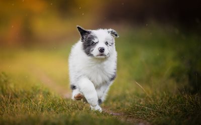 little white aussie, australian shepherd, border collie, cute puppies, running little dog, pets, dogs