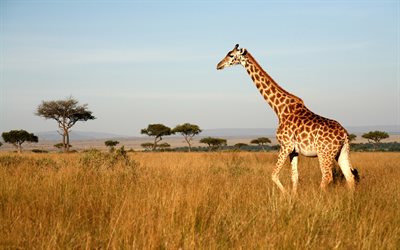 giraffa, tramonto, natura, savana, gli animali selvatici, Africa