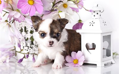 4k, Chihuahua, dogs, puppy, brown chihuahua, ckose-up, cute animals, pets, Chihuahua Dog