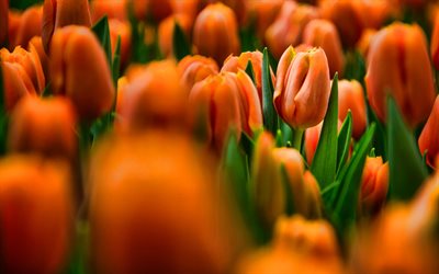 orange tulpaner, bokeh, HDR, sommar, f&#228;lt av blommor, orange blommor, tulpaner