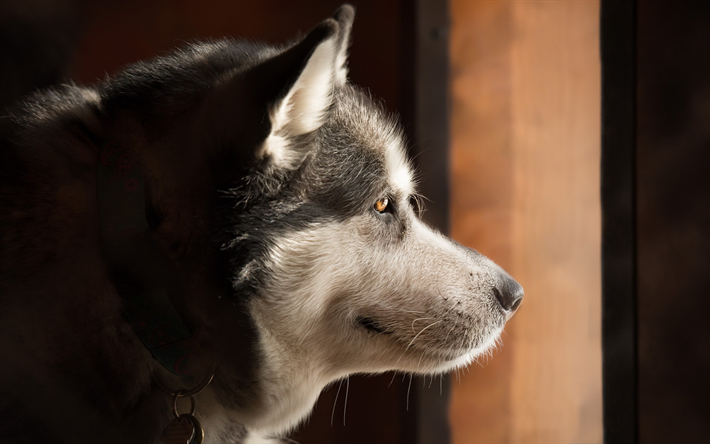 le malamute de l&#39;alaska, grand chien, un husky, les animaux de compagnie, des chiens, des animaux mignons