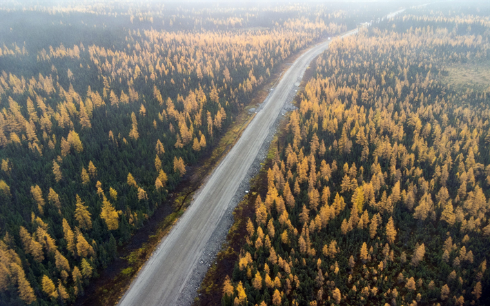 estrada na floresta, vista de cima, outono, estrada florestal, &#225;rvores amarelas, paisagem de outono
