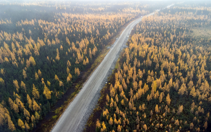 route dans la for&#234;t, vue d’en haut, automne, route foresti&#232;re, arbres jaunes, paysage d’automne