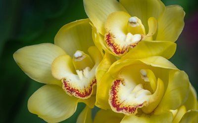 Yellow orchid, tropical flowers, orchid, yellow flowers