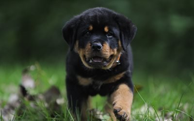 Rottweiler, 4k, puppy, pets, dogs, running dog, cute animals, Rottweiler Dog