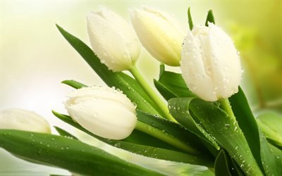 tulipas brancas, 4k, primavera, orvalho, flores brancas, tulipas
