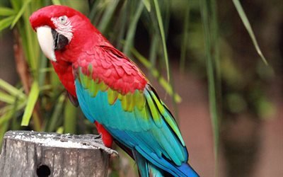 La guacamaya roja, loros, close-up, el guacamayo, el red parrot, Ara macao
