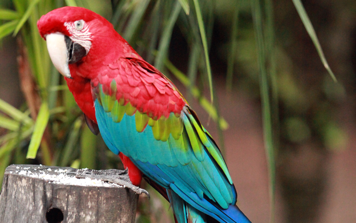 Yukarı Scarlet papağan, papağan, yakın, kırmızı papağan, Ara macao