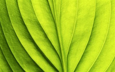 green leaf, texture, environment, ecology, leaf, wave
