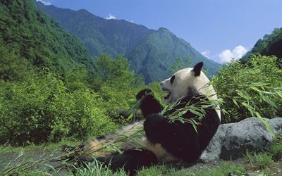 les pandas, la faune, les animaux mignons, heureux panda, ours, Ailuropoda