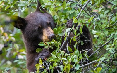 bear cub, wildlife, baribal, small bear, black bear, USA, forest, Ursus americanus