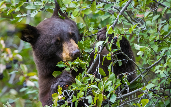 bear cub, la vida silvestre, baribal, peque&#241;o oso, oso negro, estados UNIDOS, bosque, Ursus americanus