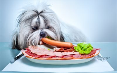 Shih tzu, 4k, pets, dogs, sausages, fluffy dog, cute animals, Shih tzu Dog